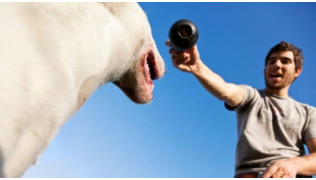 Un maître est en train de dresser ou éduquer son chien Bull Terrier en jouant avec un Kong
