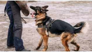 Un chien Berger Allemand pratique un sport de mordant avec son maître et une manchette