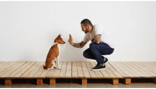 Un maître accroupi éduque son chien de race Basenji assis en étant précis