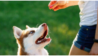 Une maîtresse éduque son chien de race Husky avec une friandise