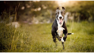 Un chien de race lévrier s'enfuit après avoir fait caca dans l'herbe