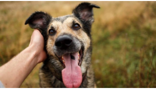 Un maître caresse la tête de son chien de berger assis lors d'une balade dans la nature