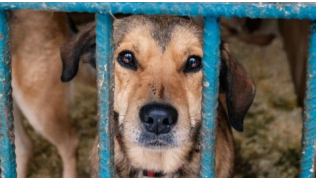 Un chien adulte en refuge assis derrière les barreaux de son box
