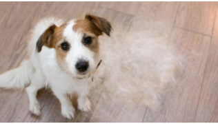 Un chien marron et blanc est assis sur le sol à côté d'un tas de ses poils blancs