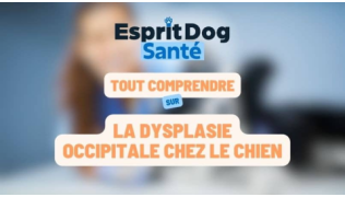 Esprit Dog Santé : Tout comprendre sur la dysplasie occipitale chez le chien