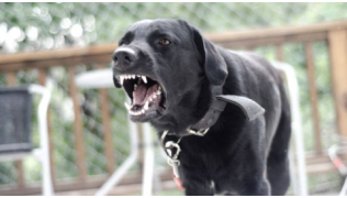 Faire stériliser sa chienne la rend agressive ?