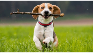 Un chien de race Beagle court dans un pré lors d'une balade avec un bâton dans la gueule en jouant