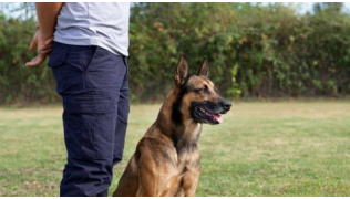 Un maître éduque son chien de race Malinois sans gestuelle dans un parc