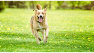 Un chien revient en courant au rappel de son maître en traversant un pré de fleurs