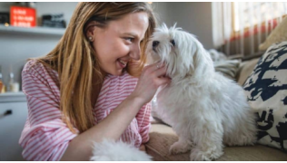 Une maîtresse caresse son chien Bichon assis sur le canapé
