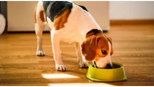 Un chien de race Beagle en train de manger dans sa gamelle dans la cuisine