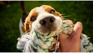 Un maître joue avec son chien de race Beagle et une corde dans un jardin sous le soleil couchant