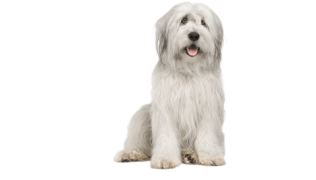 Le Bobtail : un chien protecteur de troupeau et proche de son maître