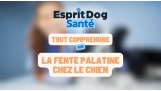 Esprit Dog Santé : Tout comprendre sur la fente palatine chez le chien