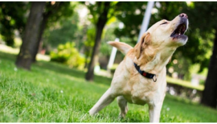 Un chien de race Labrador Retriever réactif aboie sur quelqu'un dans un parc