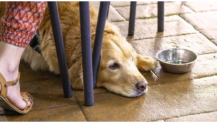 Un chien Golden maîtrisant le au panier est couché en terrasse avec sa maîtresse