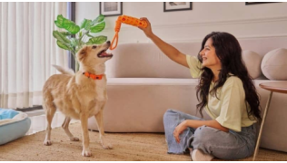 Une maîtresse apprend les ordres prends et donne à son chien avec un jouet dans un salon