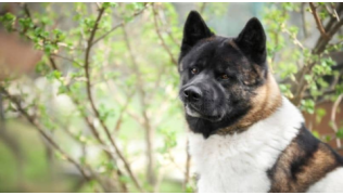 Un de race Akita assis en pleine nature regarde en direction de son maître