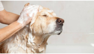 Laver un chien est dangereux pour sa santé ?