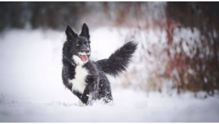 Partir à la neige avec son chien