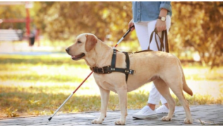 Un chien de race Labrador guide son maître aveugle sur un chemin pavé dans un parc