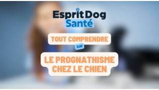 Esprit Dog Santé : Tout comprendre sur le prognathisme chez le chien