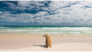 Partir à la mer avec son chien : comment s’organiser ?