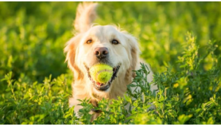 Un chien Golden Retriever tient une balle de tennis dans sa bouche