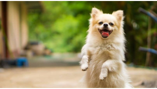 Un chien LOF confirmé fait le beau