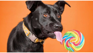 Le xylitol : un ennemi mortel pour le chien !