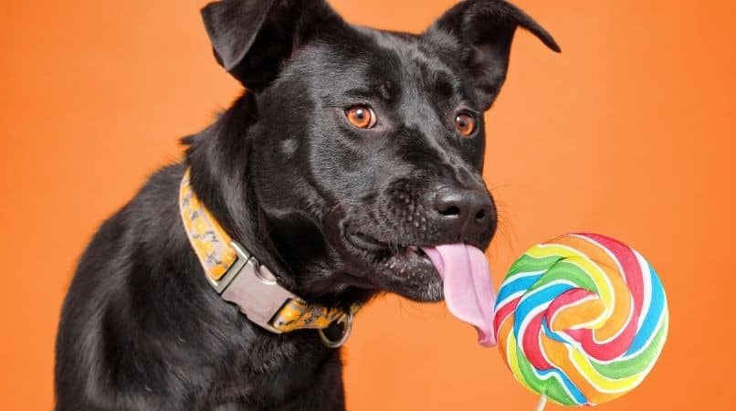 Le xylitol : un ennemi mortel pour le chien !