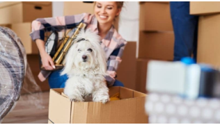 Un chien Bichon blanc dans un carton lors d'un déménagement