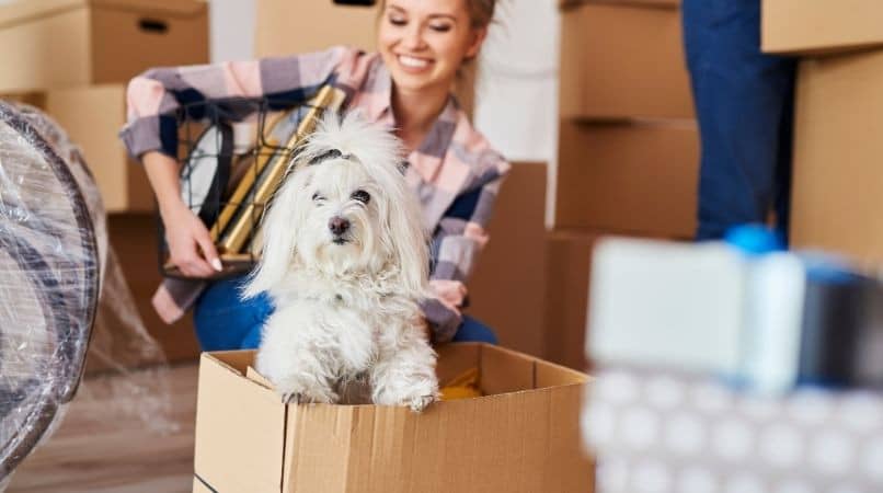 Déménagement : comment préparer son chien ?