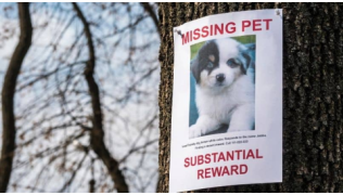 Une affiche d'un chien disparu est épinglée sur un arbre en hiver