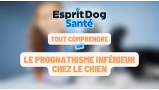 Le prognathisme inférieur chez le chien
