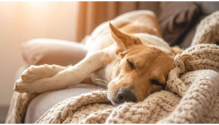 Un chien dort sur le canapé