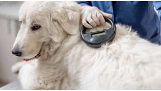 L’identification du chien : à quoi ça sert ?