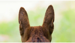 Un chien sourd fixe quelque chose à l'horizon