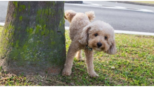 Un chien de race Caniche lève la patte pour faire pipi contre un arbre