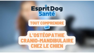 L’Ostéopathie cranio-mandibulaire chez le chien