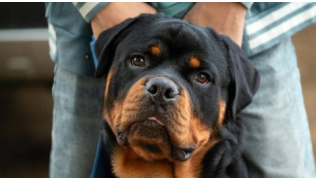 Un chien Rottweiler de deuxième catégorie assis devant son maître
