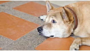Un chien est couché sur le carrelage de sa maison et regarde dans le vide en pleurant
