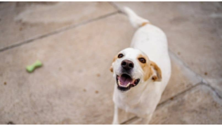 Un chien heureux remue la queue