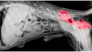 Radiographie d'une dysplasie des hanches chez un chien