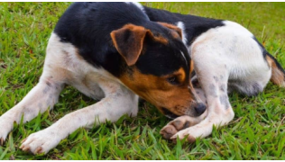 Un chien se mord la patte arrière, couché dans l'herbe
