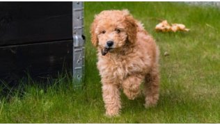 Un chiot faisant de la coprophagie mange une crotte en marchant dans son jardin