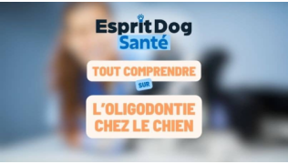 L’oligodontie chez le chien