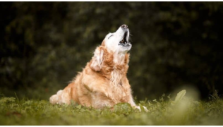 Un chien de race Golden Retriever fait le loup et hurle couché dans l'herbe