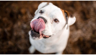 La salive de chien présente t-elle un danger ?