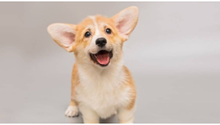 Un chiot joyeux regarde en direction de son maître